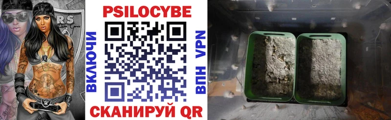 где найти наркотики  гидра   Псилоцибиновые грибы Psilocybe  Дорогобуж 